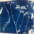 plants of my garden 6, cyanotypie, 2026, 21x30cm